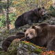 Image for article titled Ladies and gentleman, it's time to celebrate Fat Bear Week 2019
